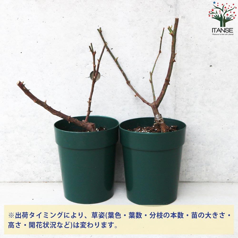 薔薇苗 ジョリーメロディー 接木【花苗 6号鉢／1個売り】｜ 【植物の