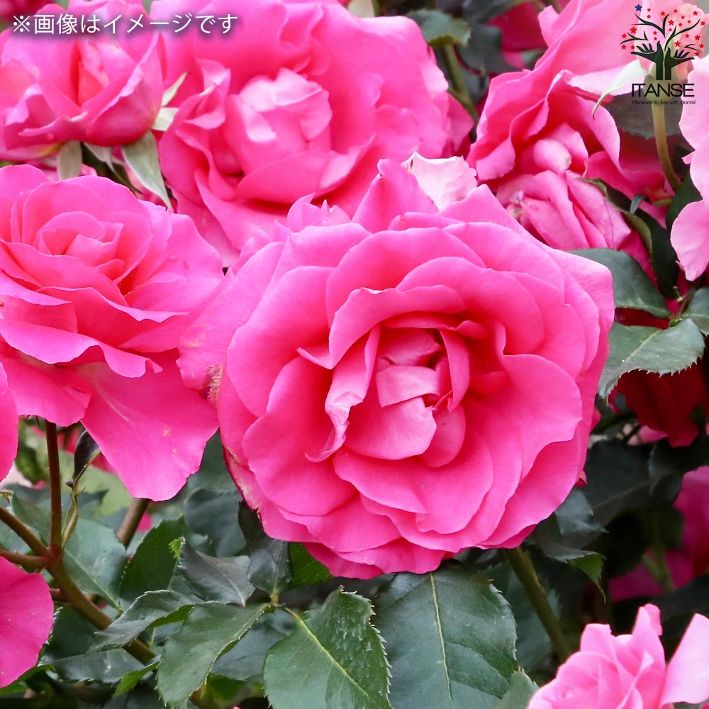 薔薇苗 ジョリーメロディー 接木【花苗 6号鉢／1個売り】｜ 【植物の