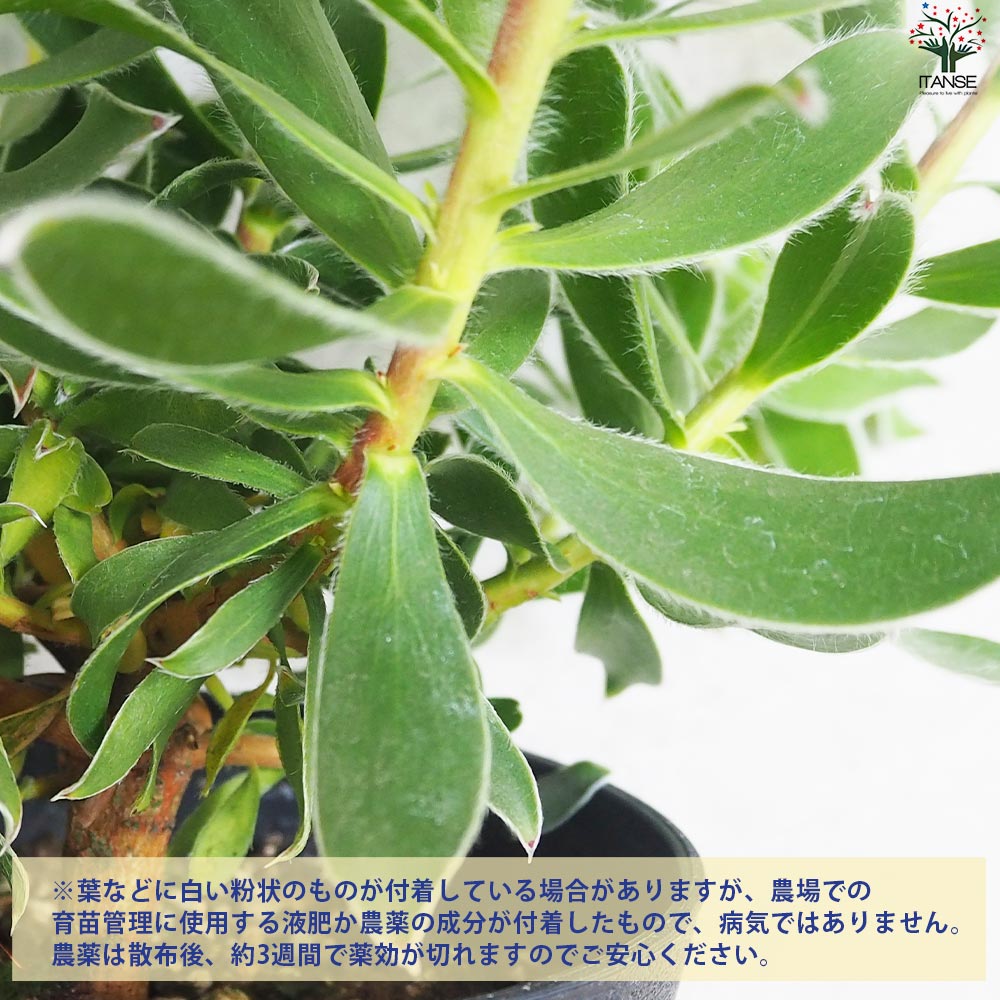 リューカデンドロングクラ　希少！1 楽天市場】【送料無料】リューカデンドロン グクラ 花苗 5号鉢 1