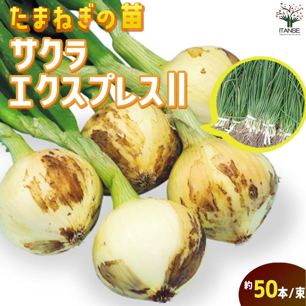 玉ねぎ抜き苗 品種: サクラエクスプレス2(極早生)【野菜の苗 約50本/束】