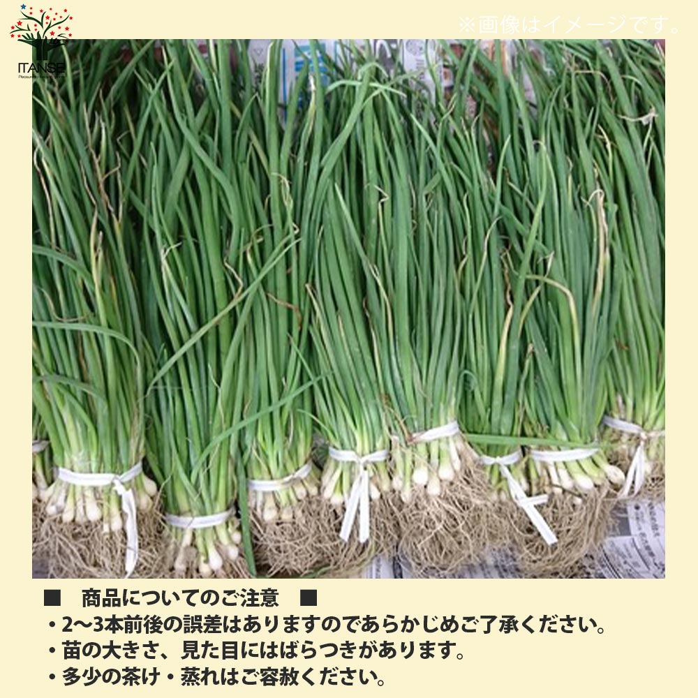 玉ねぎ抜き苗 品種: サクラエクスプレス2(極早生)【野菜の苗 約50本/束】