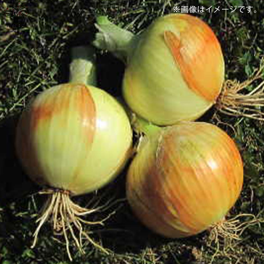 玉ねぎ抜き苗 品種: サクラエクスプレス2(極早生)【野菜の苗 約50本/束】