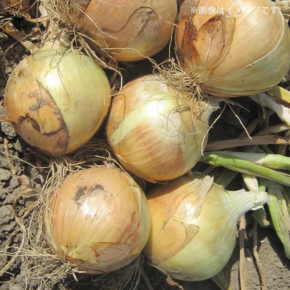 玉ねぎ抜き苗 品種: サクラエクスプレス2(極早生)【野菜の苗 約50本/束】