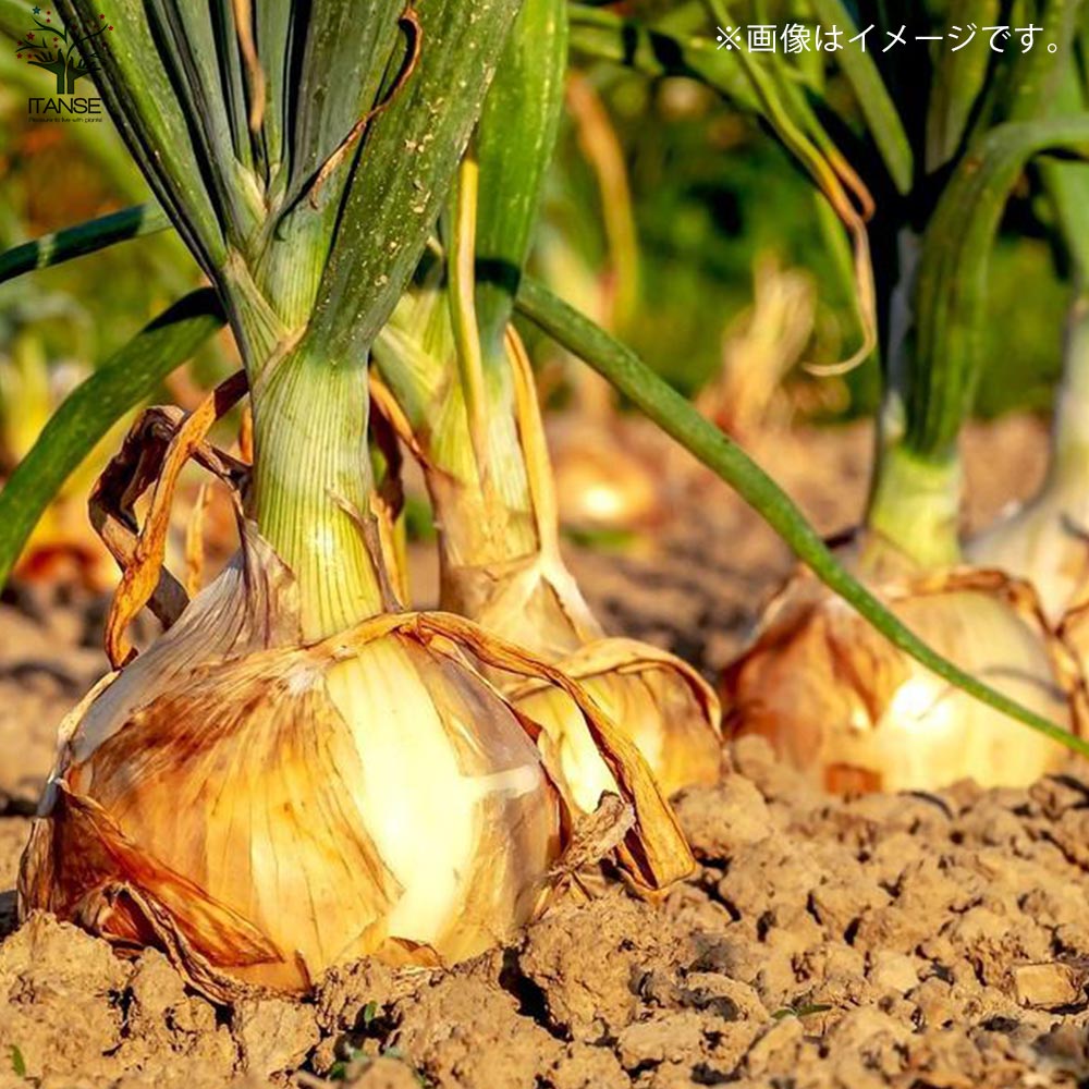 玉ねぎ抜き苗 品種: サクラエクスプレス2(極早生)【野菜の苗 約50本/束】