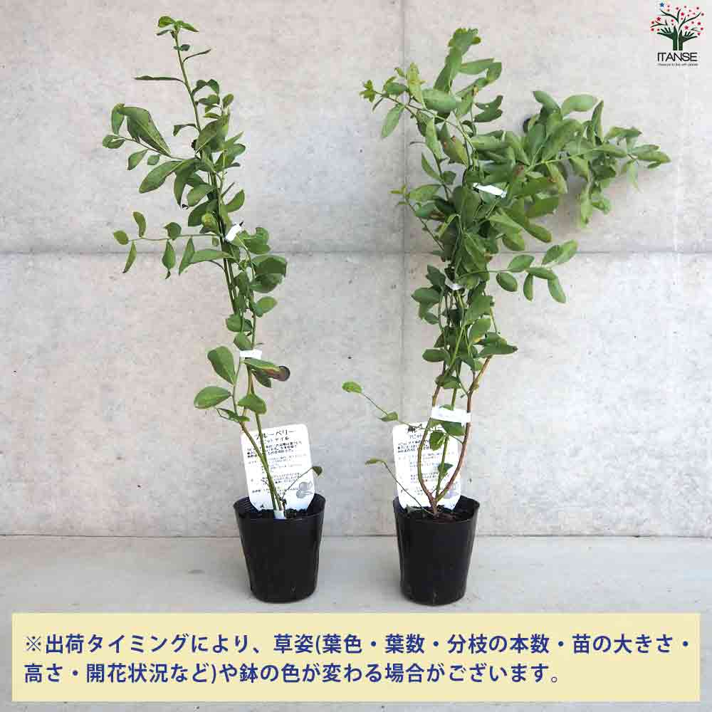 ブルーベリー ラビッドアイ系 モンゴメリー 【果樹の苗木 5号ポット／1