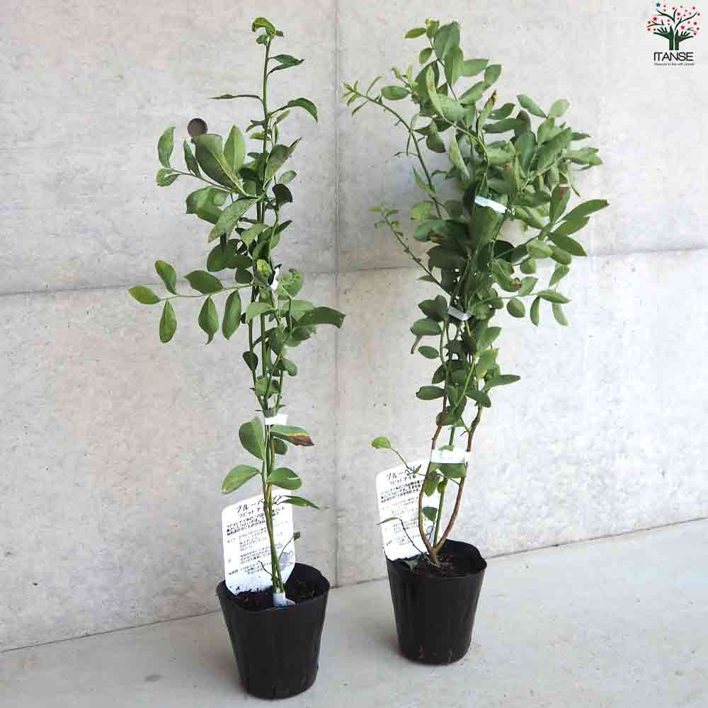 ブルーベリー ラビッドアイ系 モンゴメリー 【果樹の苗木 5号ポット／1