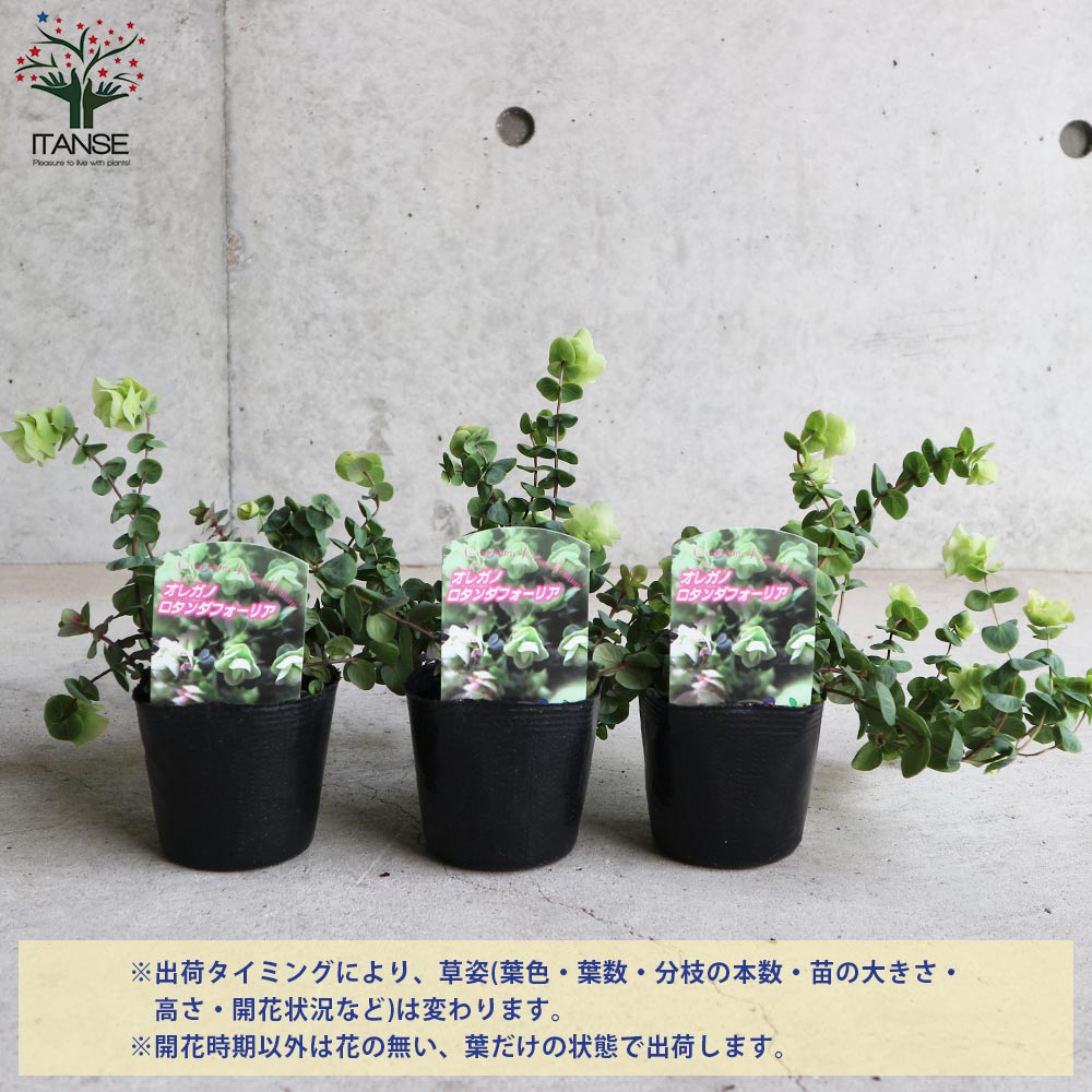 オレガノ･ロタンダフォーリア 【花苗 3号ポット】