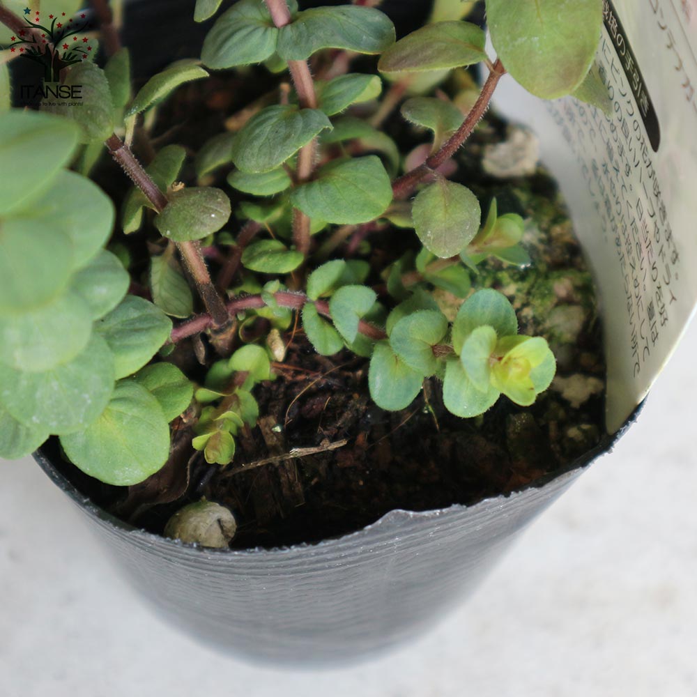 オレガノ･ロタンダフォーリア 【花苗 3号ポット】