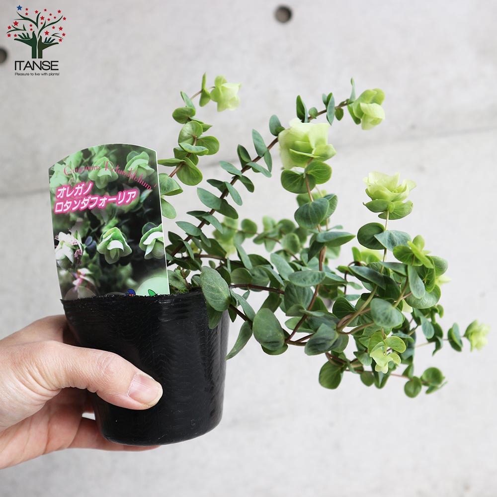 オレガノ･ロタンダフォーリア 【花苗 3号ポット】