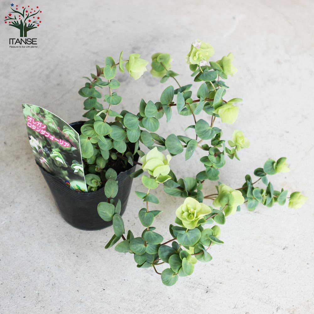 オレガノ･ロタンダフォーリア 【花苗 3号ポット】