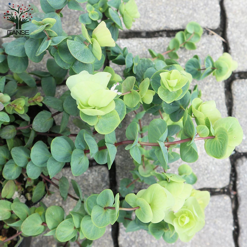 オレガノ･ロタンダフォーリア 【花苗 3号ポット】