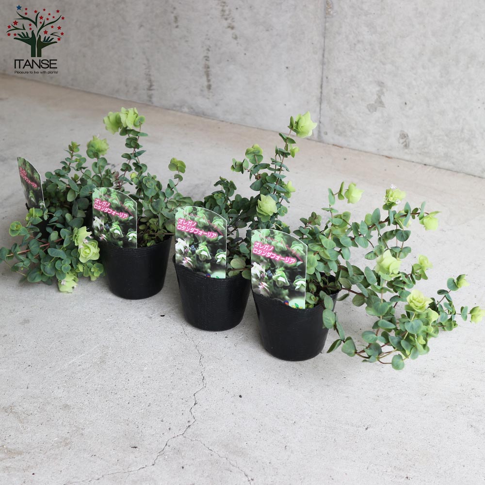 オレガノ･ロタンダフォーリア 【花苗 3号ポット】