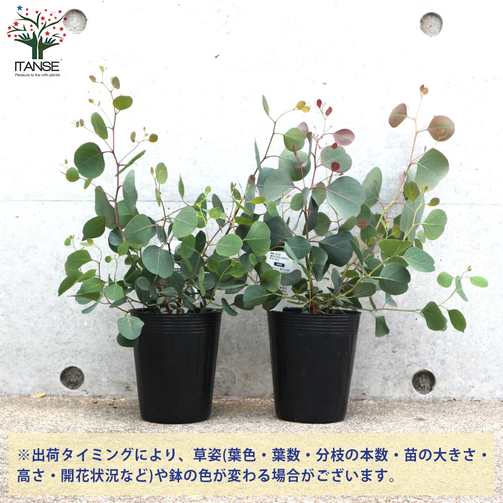 ユーカリ ポリアンセモス(ポポラス)【花苗 3号ロングポット】