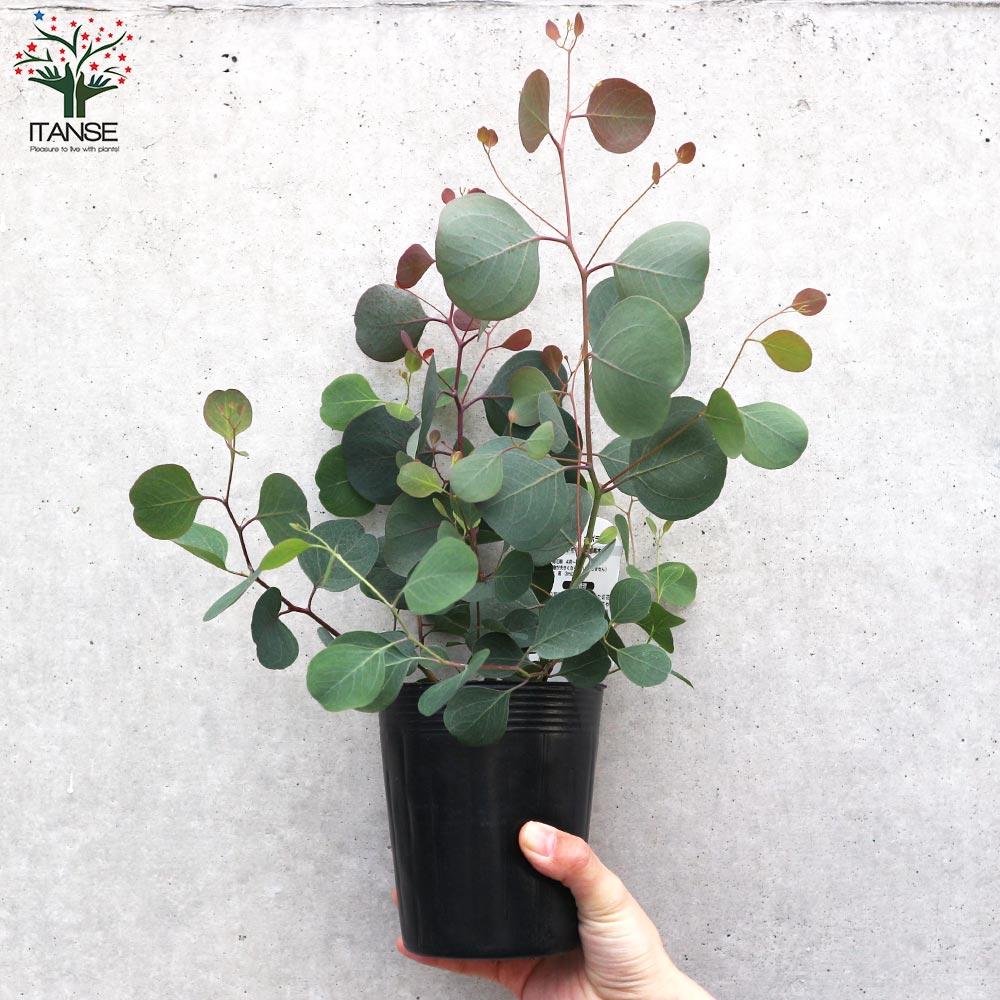 ユーカリ ポリアンセモス(ポポラス)【花苗 3号ロングポット】