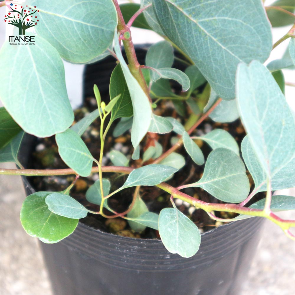 ユーカリ ポリアンセモス(ポポラス)【花苗 3号ロングポット】