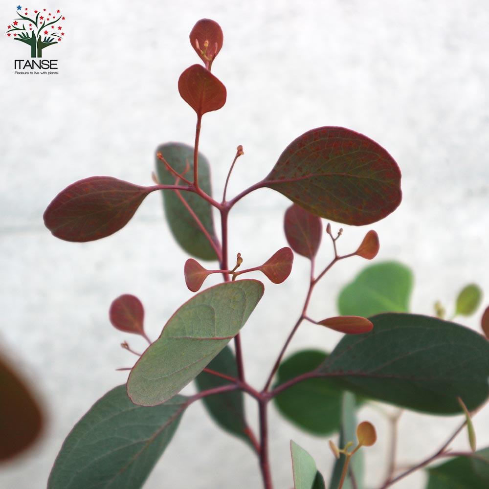 ユーカリ ポリアンセモス(ポポラス)【花苗 3号ロングポット】