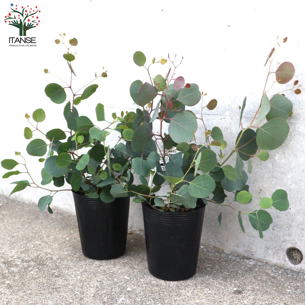 ユーカリ ポリアンセモス(ポポラス)【花苗 3号ロングポット】