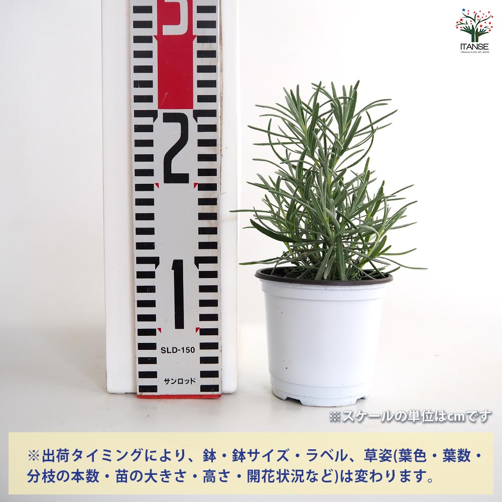 ラベンダー ラバンジン グロッソ 【ハーブの苗 3.5号ポット苗