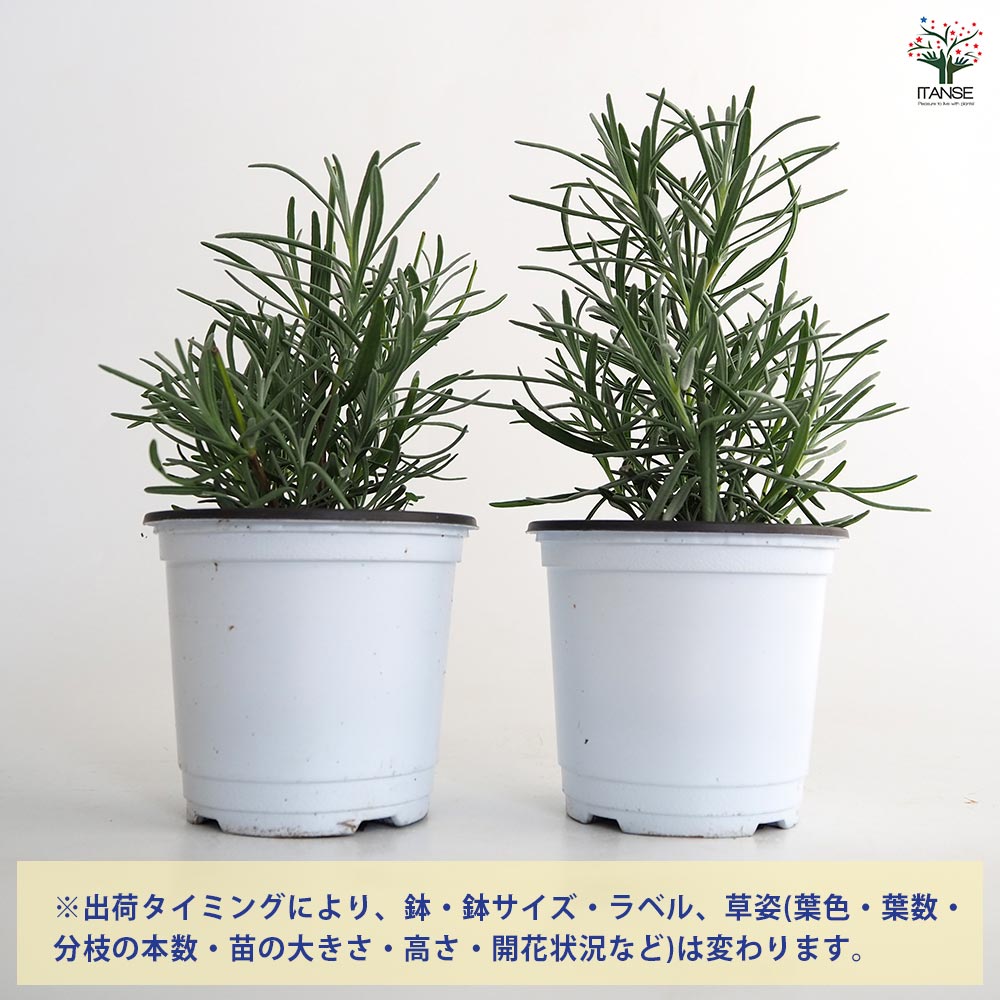 ラベンダー ラバンジン グロッソ 【ハーブの苗 3.5号ポット苗