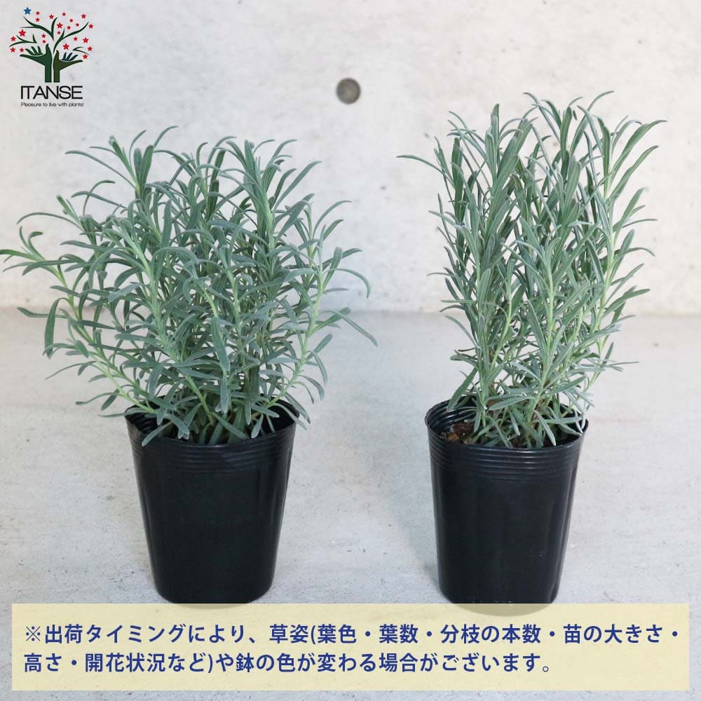 【ご依頼品】ラベンダー グロッソ 苗 ポット苗 ラベンダー ラバンジン グロッソ 【ハーブの苗 3.5号ポット苗