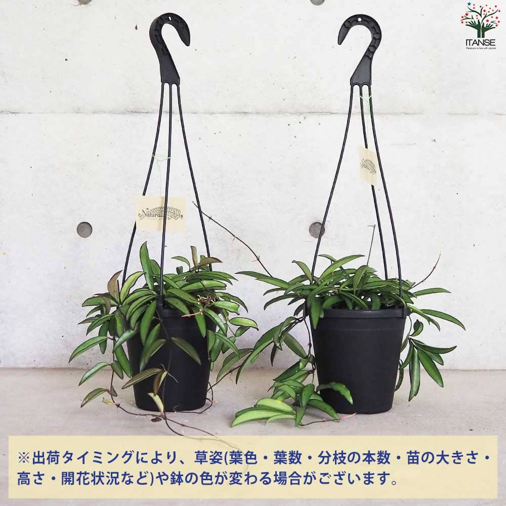 在庫ラスト　中苗　レア　ホヤ アルゲンティア プリンセス サクララン　美株 ホヤ アルゲンティア プリンセス - メルカリ