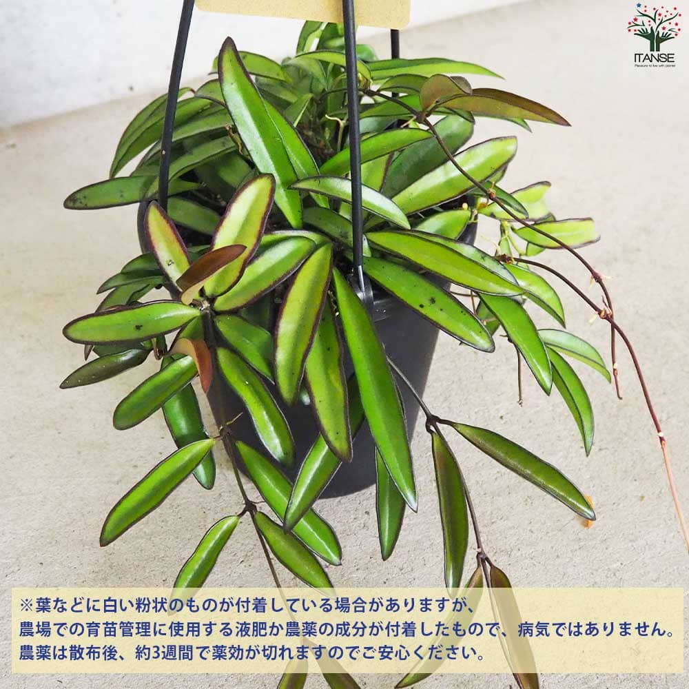 ホヤ (桜ラン) ホヤケンティアナ グリーン【観葉植物 吊鉢5号鉢