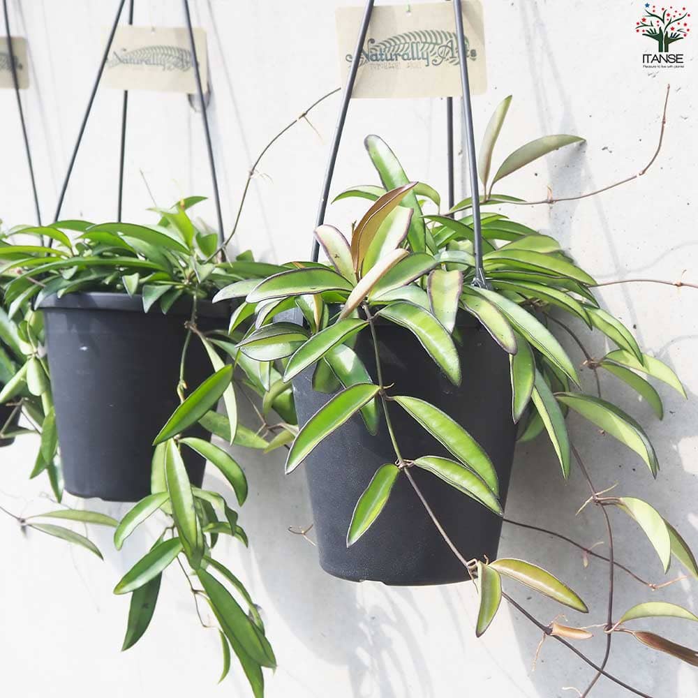 ホヤ (桜ラン) ホヤケンティアナ グリーン【観葉植物 吊鉢5号鉢