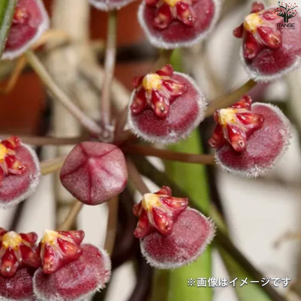 珍種　希少Hoya Kentiana ホヤ　ケンティアナ 外斑入サクララン 珍種 希少Hoya Kentiana ホヤ ケンティアナ 外斑入サクララン