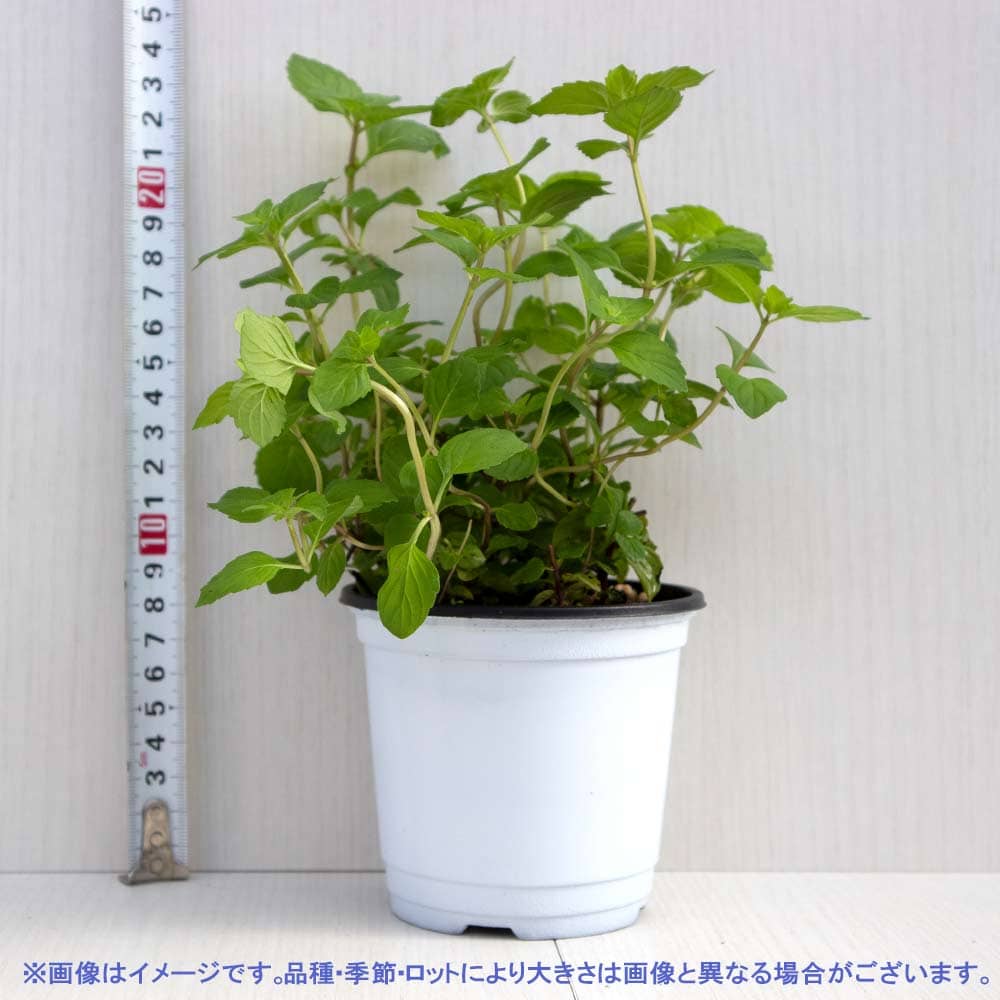 ジンジャーミント 10.5cm2個～【おうちで簡単！育てやすい10.5cmポットハーブ苗シリーズ！】