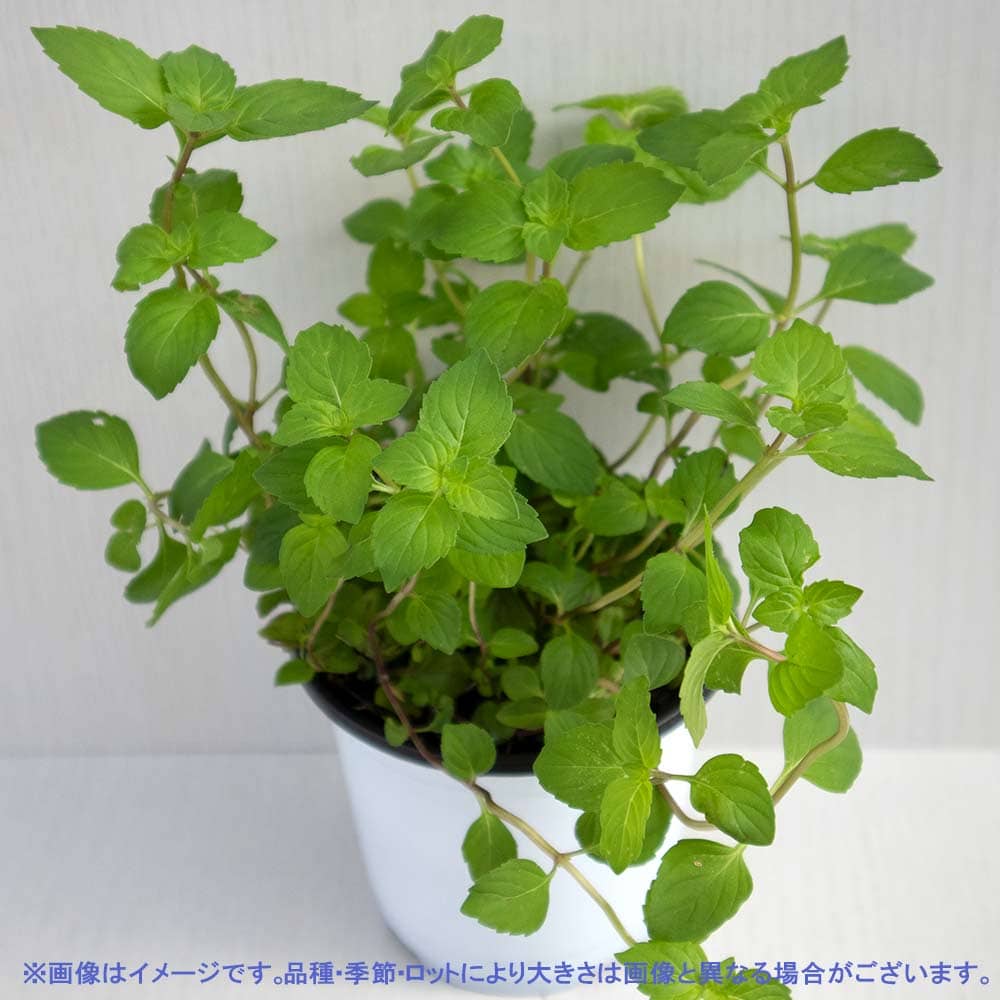 ジンジャーミント 10.5cm2個～【おうちで簡単！育てやすい10.5cmポットハーブ苗シリーズ！】