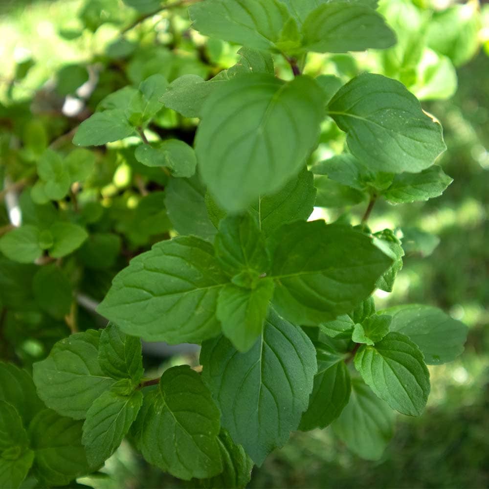 ジンジャーミント 10.5cm2個～【おうちで簡単！育てやすい10.5cmポットハーブ苗シリーズ！】