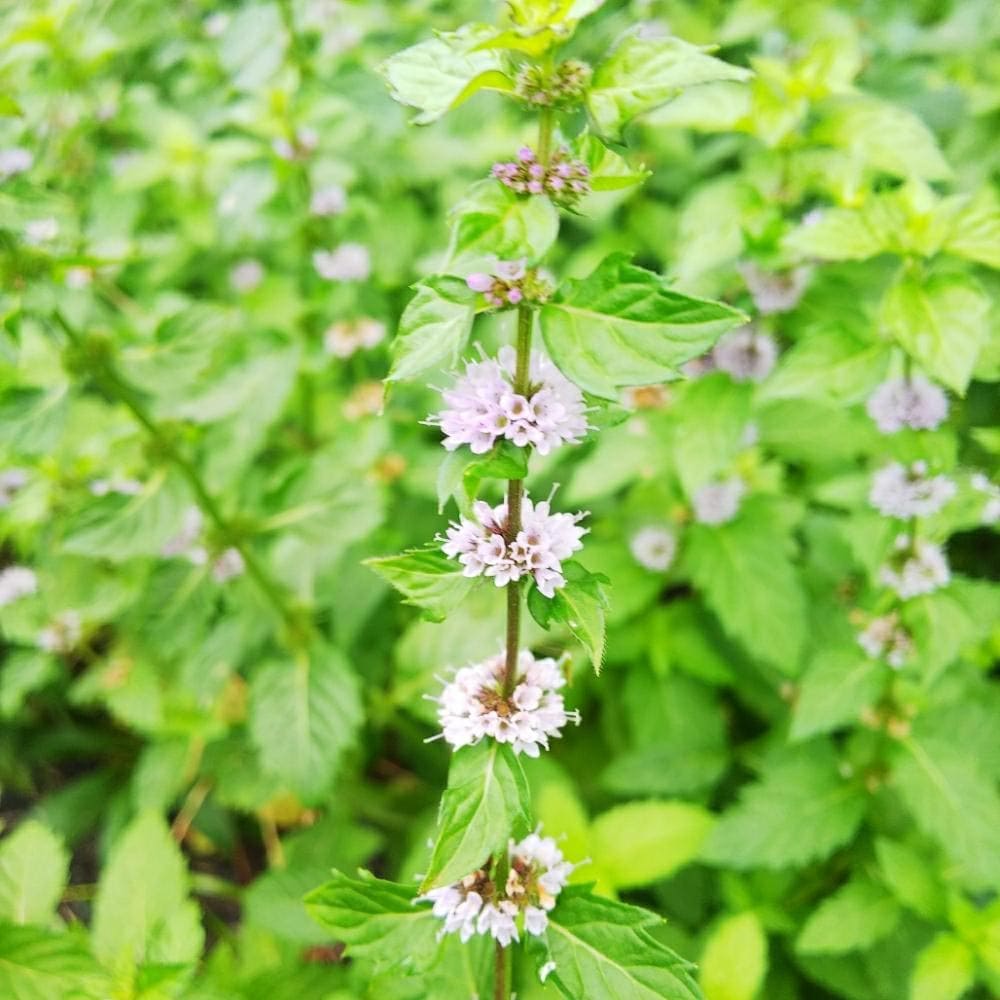 ジンジャーミント 10.5cm2個～【おうちで簡単！育てやすい10.5cmポットハーブ苗シリーズ！】