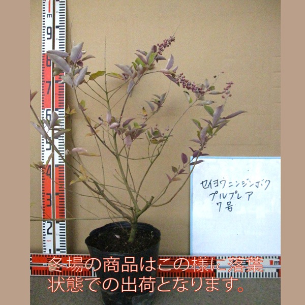 セイヨウニンジンボクプルプレア（ミツバハマゴウ）夏から初秋の花が