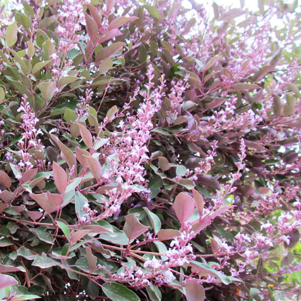 セイヨウニンジンボクプルプレア（ミツバハマゴウ）夏から初秋の花が