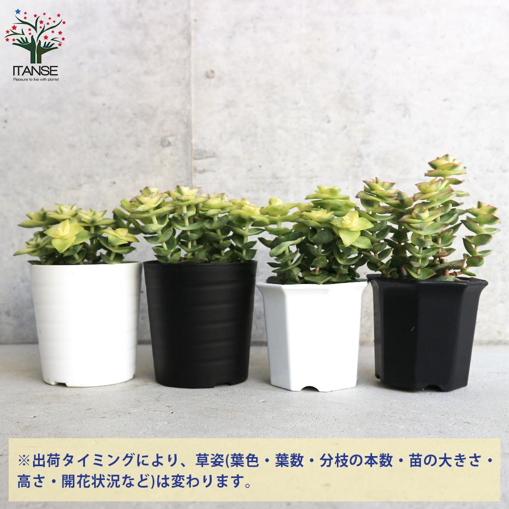 クラッスラ・南十字星(ミナミジュウジセイ) 【多肉植物 2号