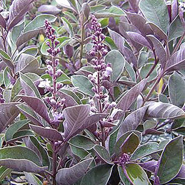 セイヨウニンジンボクプルプレア（ミツバハマゴウ）夏から初秋の花が