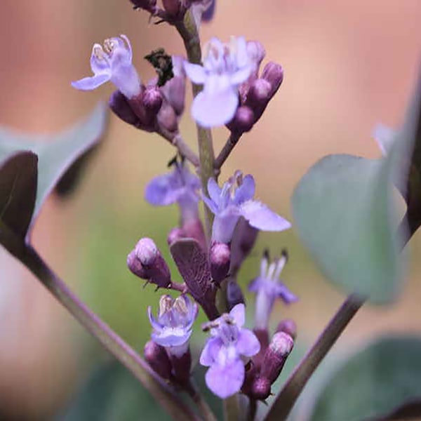 セイヨウニンジンボクプルプレア（ミツバハマゴウ）夏から初秋の花が