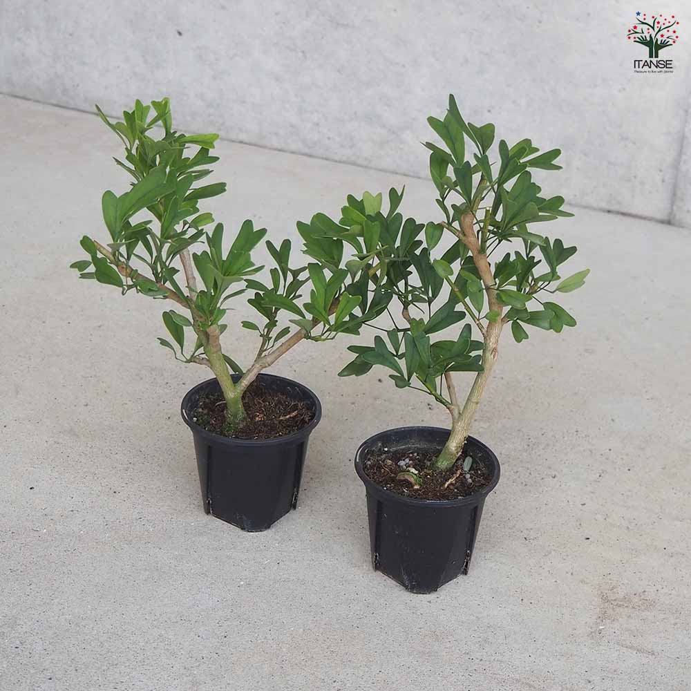 シェフレラ トライアンギュラス 【観葉植物 3号鉢】｜ 【植物の