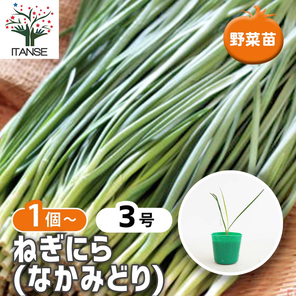 ねぎにら (ネギニラ なかみどり)【野菜苗9cmポット】｜ 【植物の