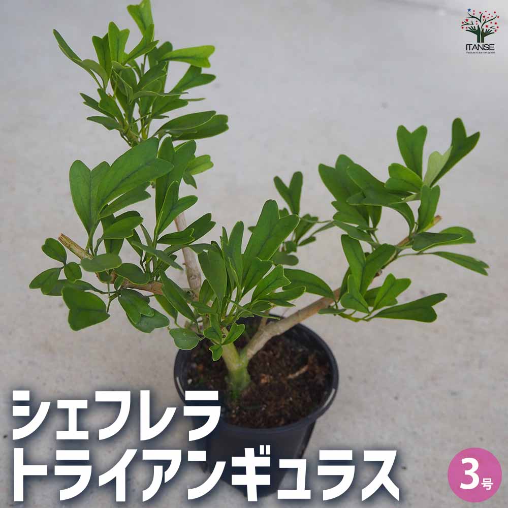 シェフレラ トライアンギュラス 【観葉植物 3号鉢】