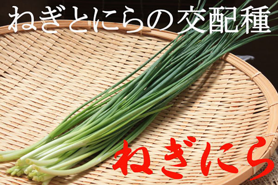 ねぎにら (ネギニラ なかみどり)【野菜苗9cmポット】｜ 【植物の