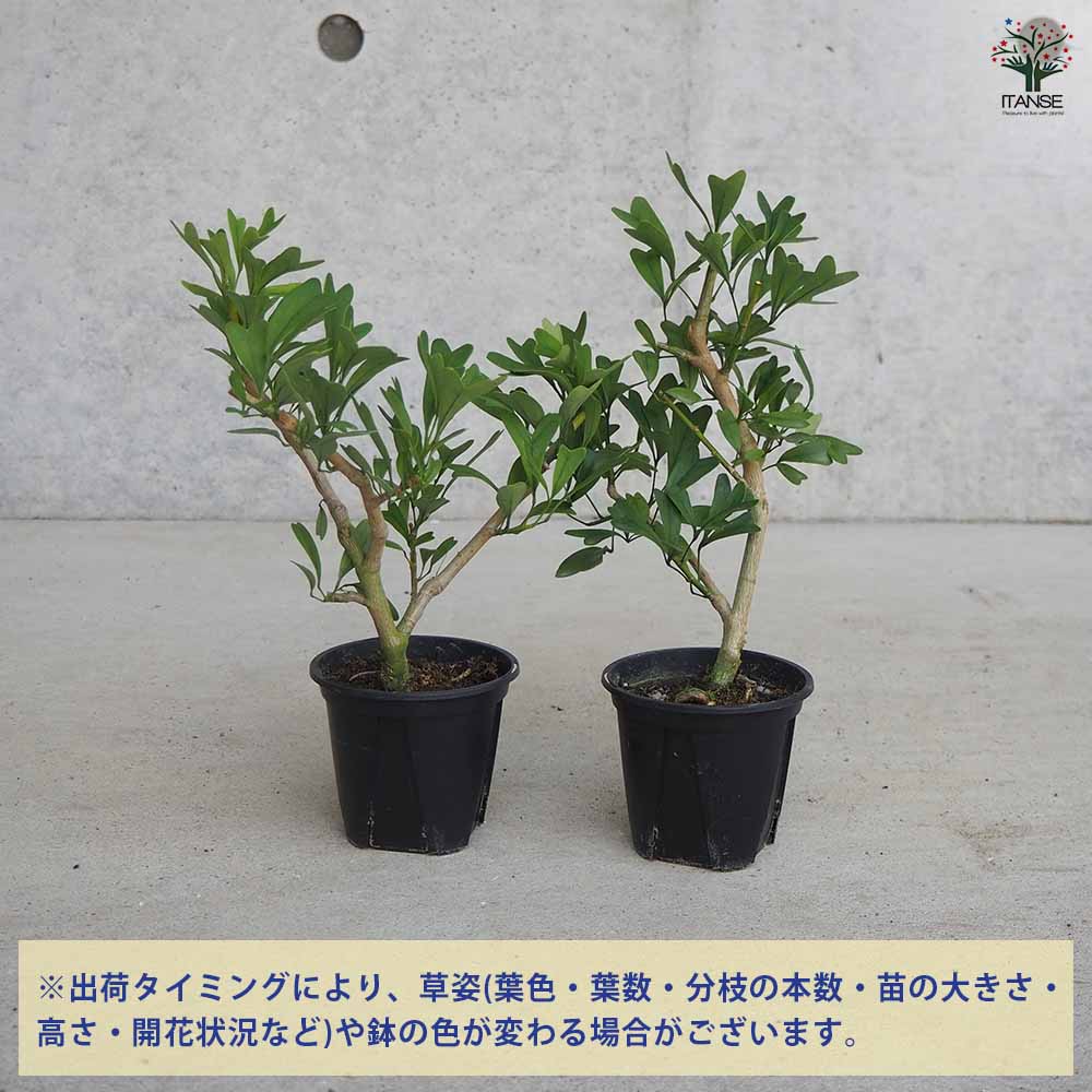 希少 シェフレラ トライアンギュラス 大苗 希少 シェフレラ トライアンギュラス 大苗