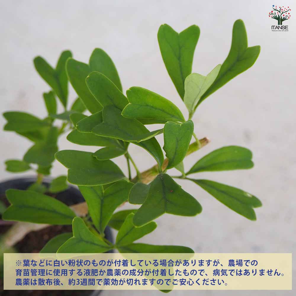 シェフレラ トライアンギュラス 【観葉植物 3号鉢】