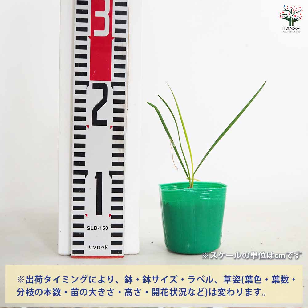 ねぎにら (ネギニラ なかみどり)【野菜苗9cmポット】｜ 【植物の
