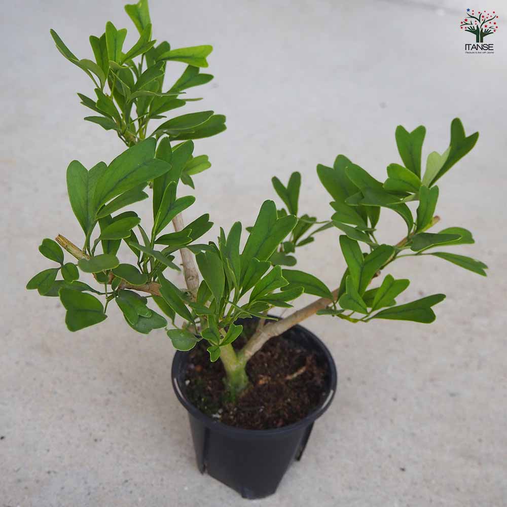 シェフレラ トライアンギュラス 【観葉植物 3号鉢】