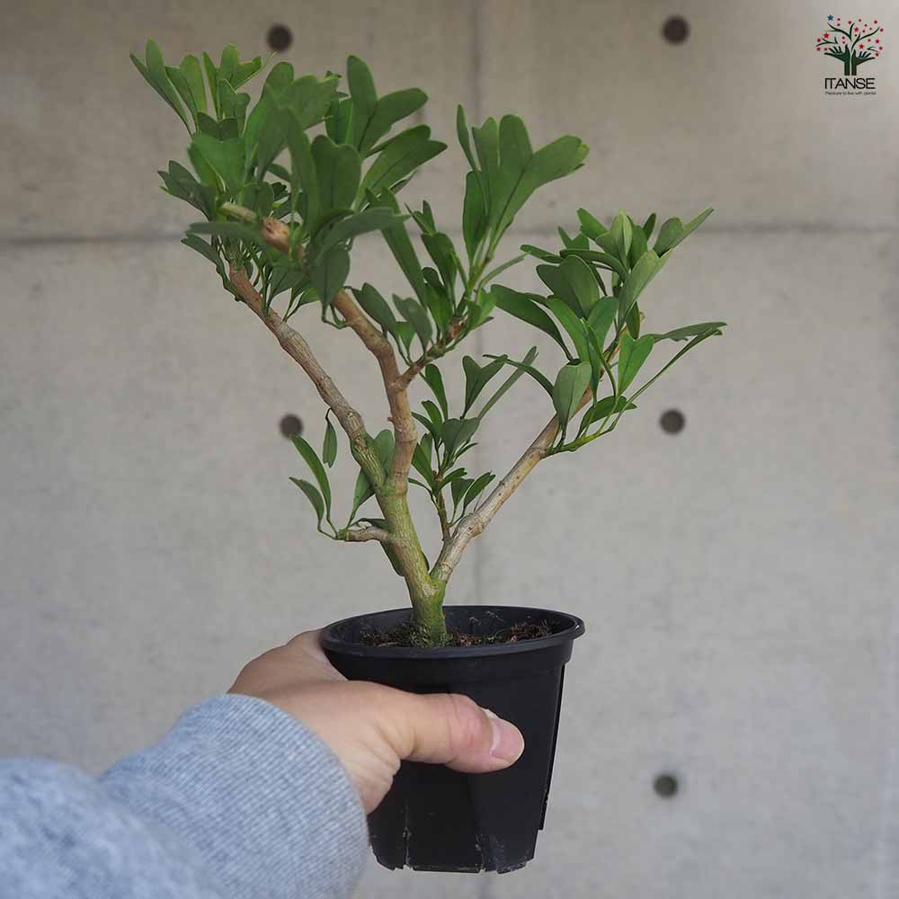 希少 シェフレラ トライアンギュラス 大苗 希少 シェフレラ トライアンギュラス 大苗