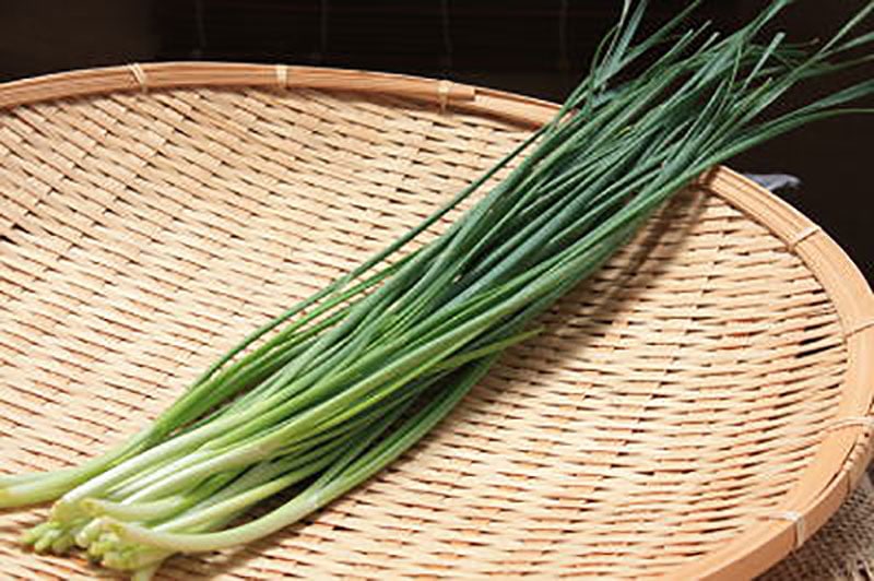 ねぎにら(ネギニラ・なかみどり)」【野菜苗9cmポット 2個セット