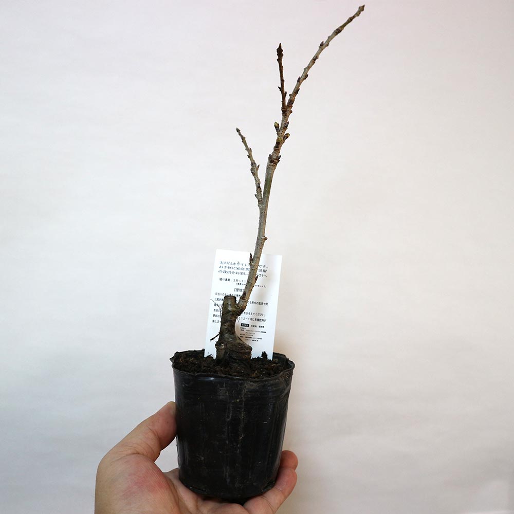 暖地桜桃(だんちおうとう)の苗【果樹苗9cmポット／2個セット】