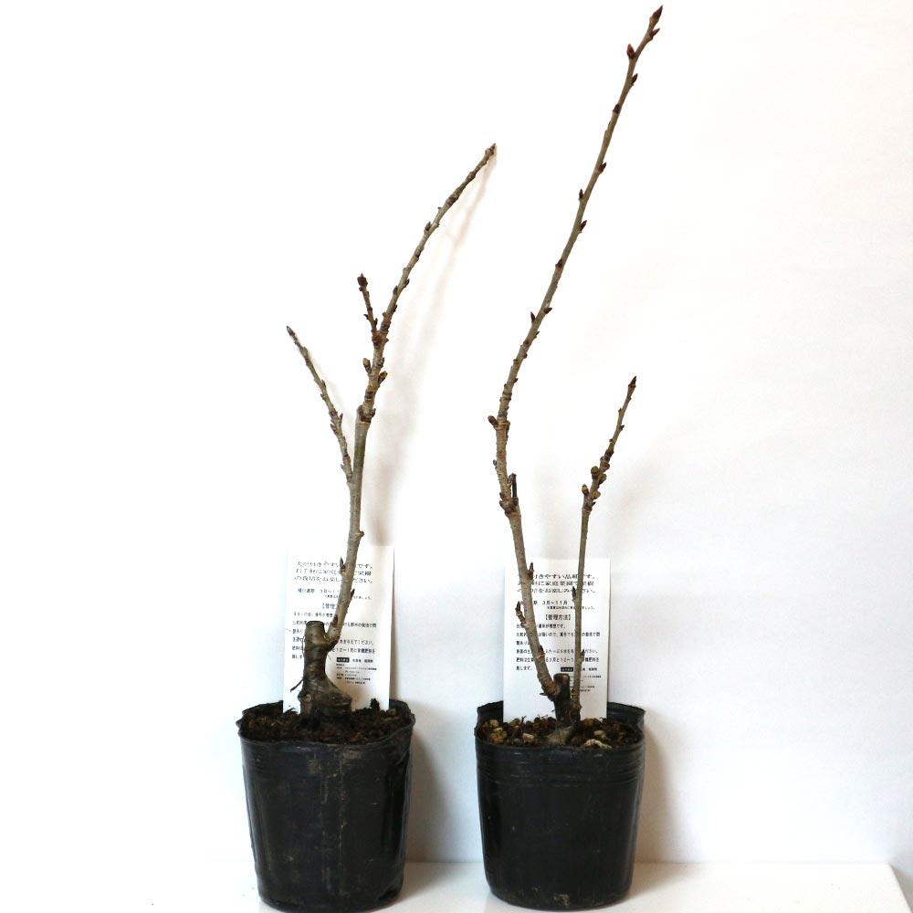 暖地桜桃(だんちおうとう)の苗【果樹苗9cmポット／2個セット】