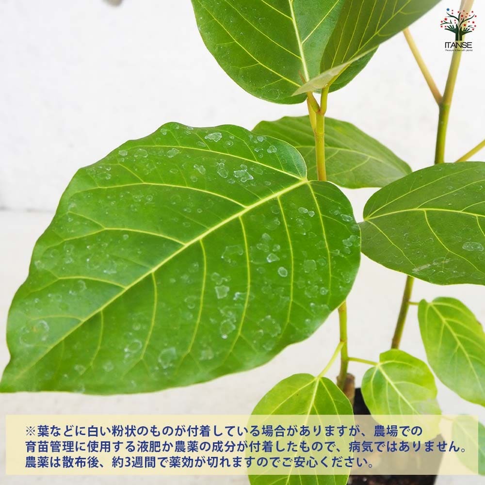 現品　フィカス　ゴムの木　グランディス　ブラウン　42番　曲がり　観葉植物 楽天市場】観葉植物 大型 ゴムの木 フランスゴム フィカス 幹曲がり